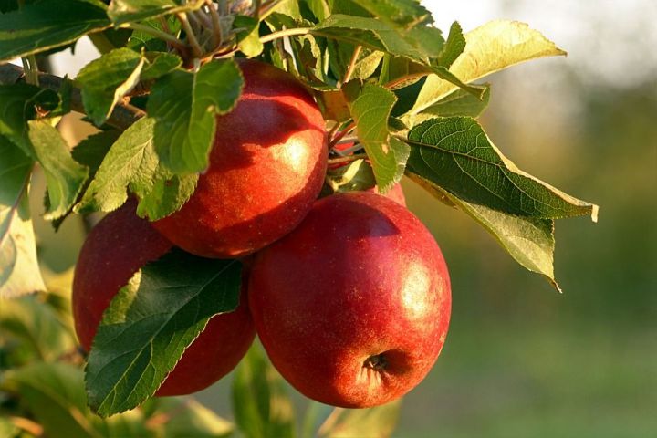 Как ухаживать за яблоней – полное руководство от татарстанского клуба «Зеленая грядка»