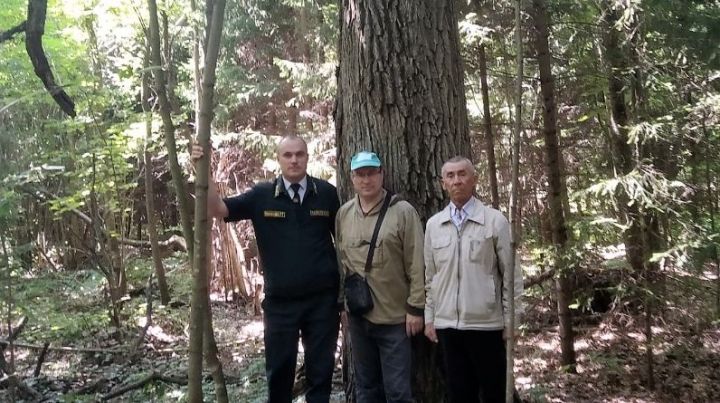 В Татарстане обнаружили дуб возрастом 230 лет