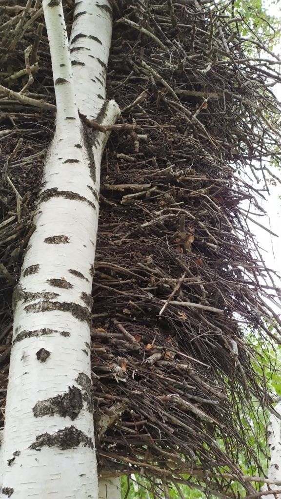 2-метровое гнездо солнечного орлана обнаружено в Елабуге