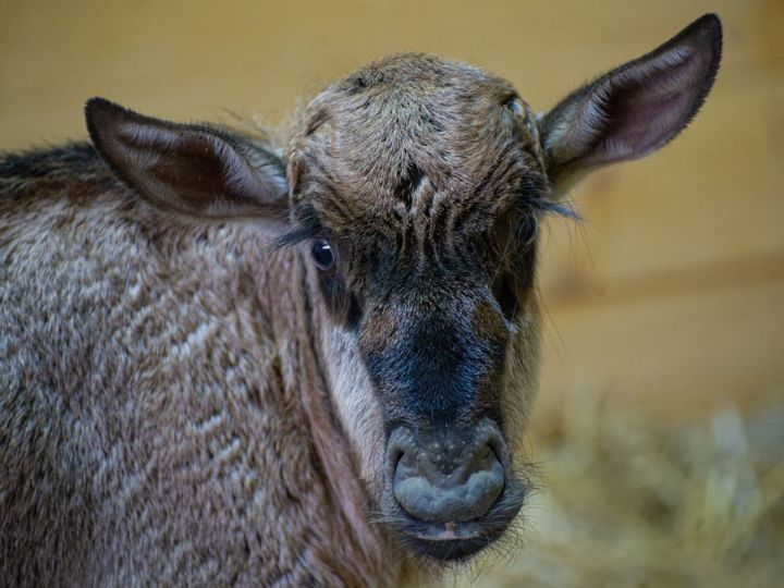 Чем кормят новорожденную антилопу гну в казанском зоопарке?