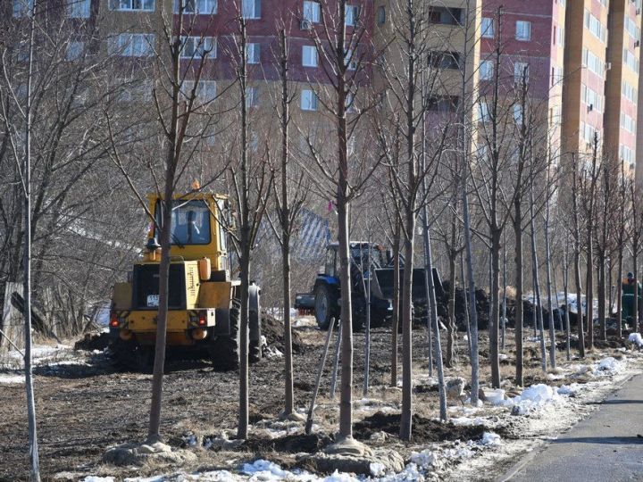 Новые деревья украсят улицы города