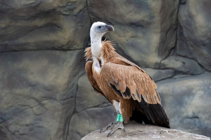 Необычные хищные птицы поселились в казанском зоопарке