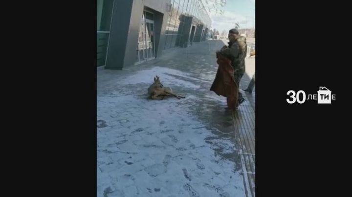 У Международного аэропорта «Казань» спасли раненую косулю
