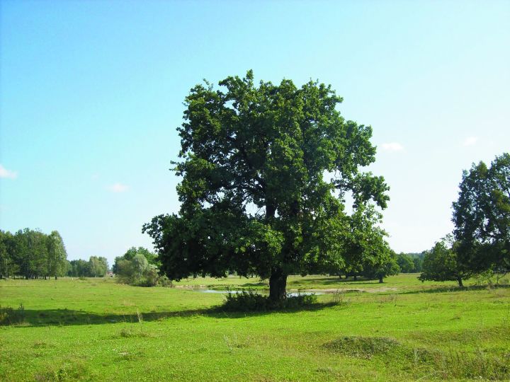 Старое древо с молодой листвой