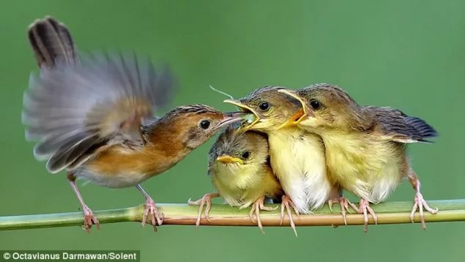 Птенцам нужна родная мама, а не вы!