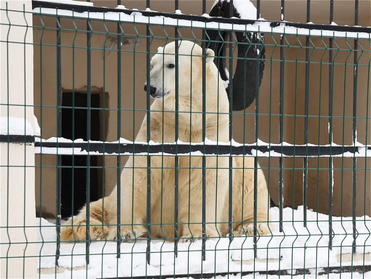В казанском зоопарке появился новый обитатель - белый медведь по кличке Терпей