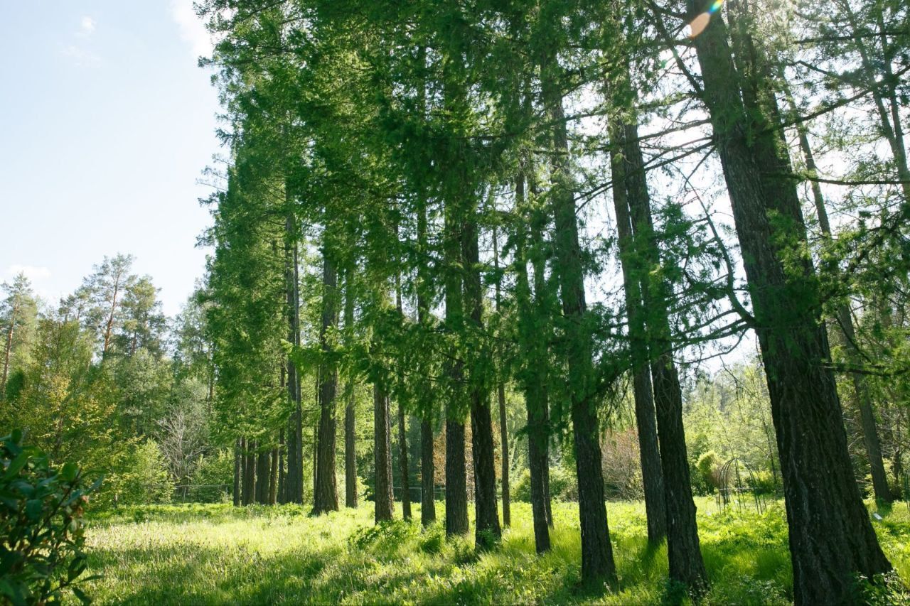 🌳29 июля 1927 было принято решение о создании Татарского лесного заповедника в Раифской лесной даче.