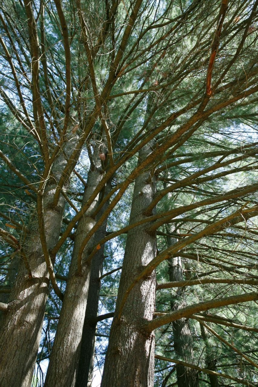 🌳29 июля 1927 было принято решение о создании Татарского лесного заповедника в Раифской лесной даче.