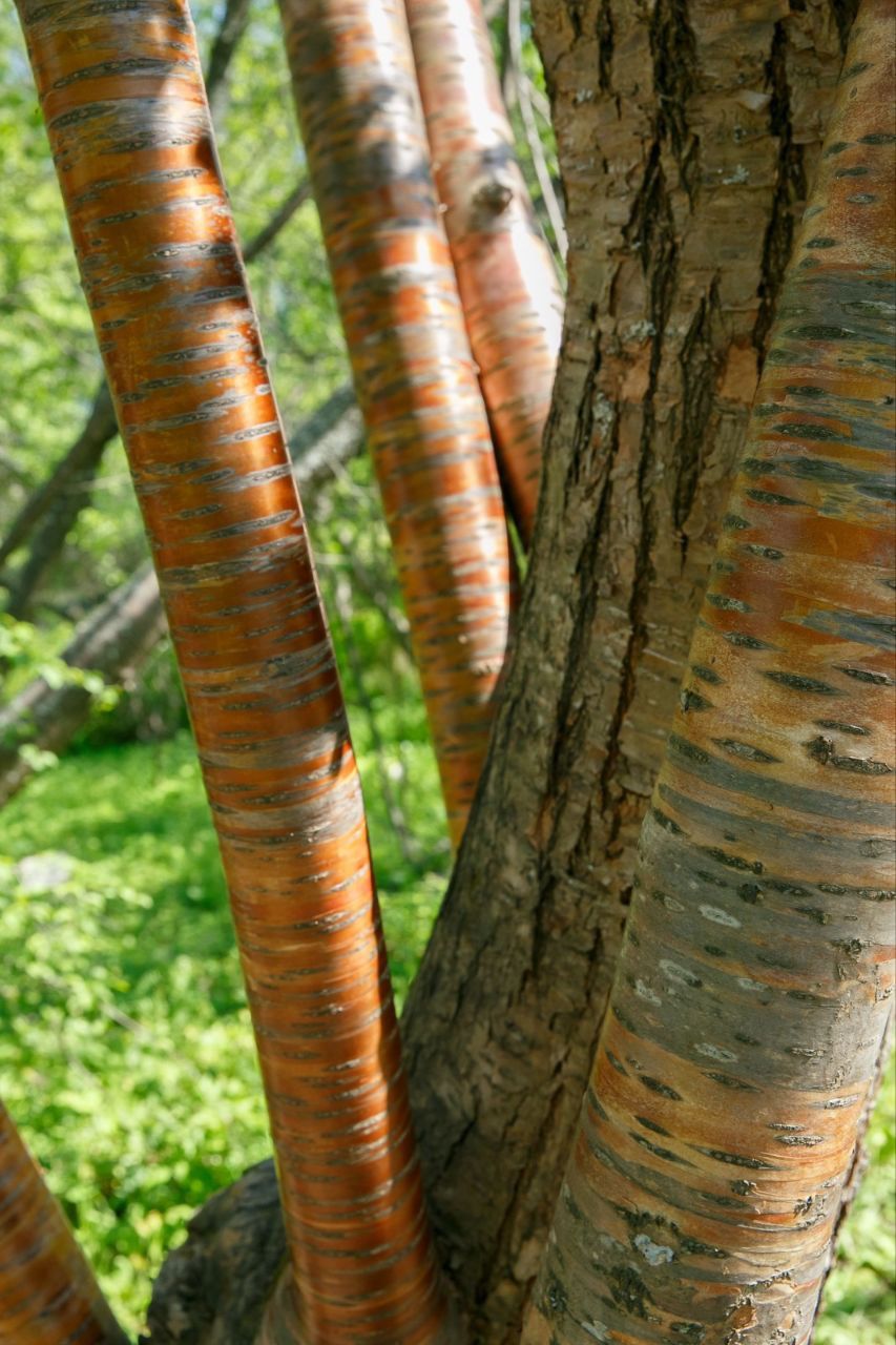 🌳29 июля 1927 было принято решение о создании Татарского лесного заповедника в Раифской лесной даче.
