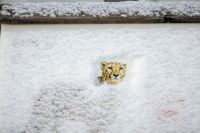 В марте 2023 года сотрудники зоопарка рассказали, как провели зиму его обитатели.