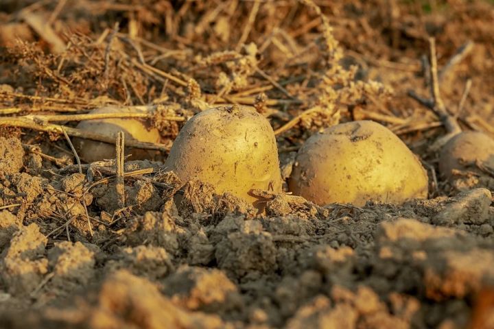 Фермеры Зеленодольского района приглашают на уборку картофеля для себя всех желающих