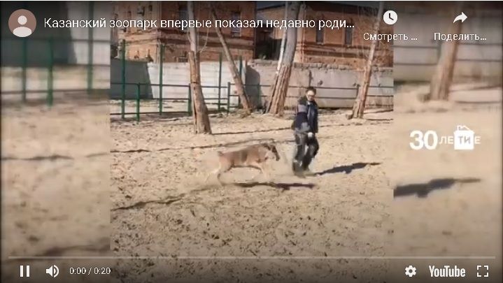 Казанский зоопарк впервые показал недавно родившуюся антилопу гну по имени Бу