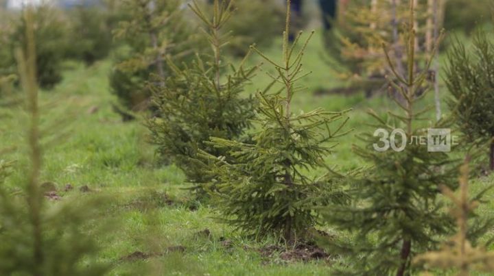 В Татарстане посадят полмиллиона деревьев в память о погибших в Великой Отечественной войне