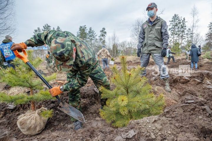 «Это наша светлая память»: в Татарстане высадили деревья в память о павших на войне