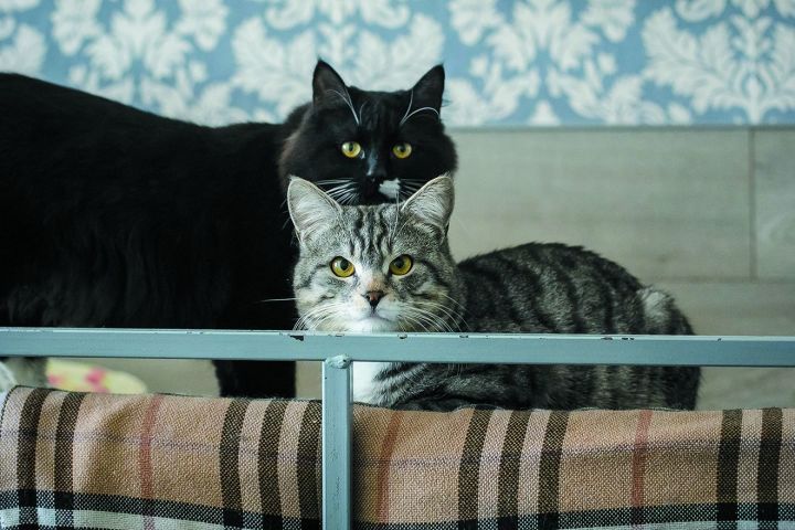 Три мариупольских кота и кошка Рада