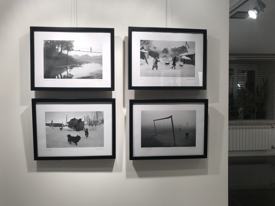 "33 собаки" - выставка Евгения Канаева в галерее Black&White